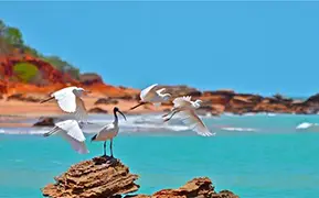 Imagen de Broome