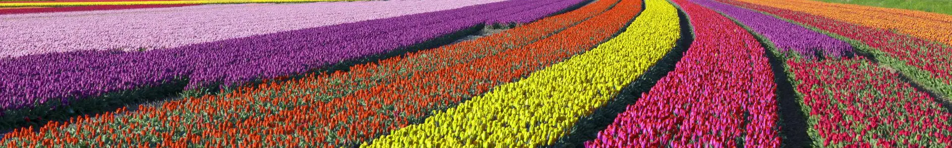 Holanda