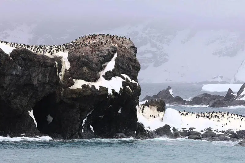 elephant-island